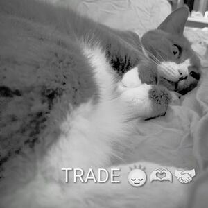 ON HOLD FOR TRADE - Please Do Not Purchase :-)